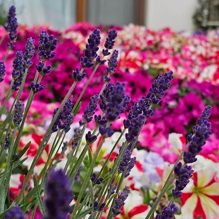 Appartement Diamond Sarafovo By Kp - Luxury Collection, 5 Burgas