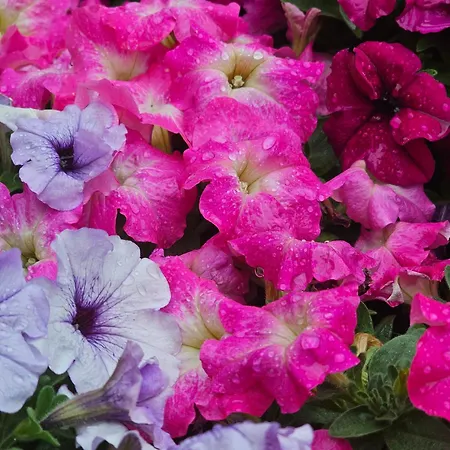 Diamond Sarafovo By Kp - Luxury Collection, 5 Appartement