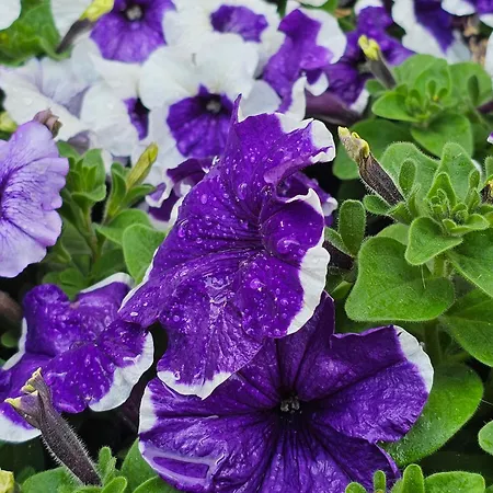 Appartement Diamond Sarafovo By Kp - Luxury Collection, 5