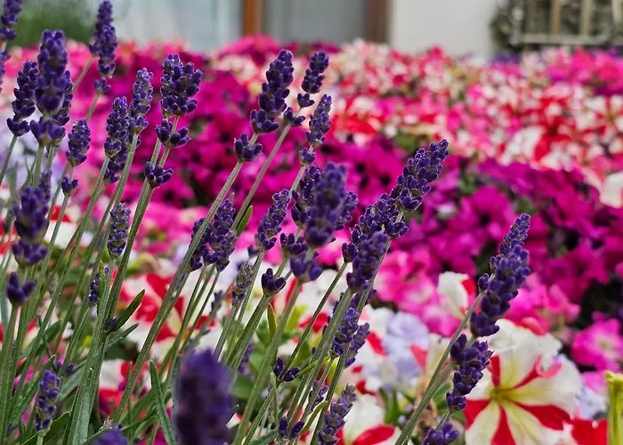 Appartement Diamond Sarafovo By Kp - Luxury Collection, 5 Burgas