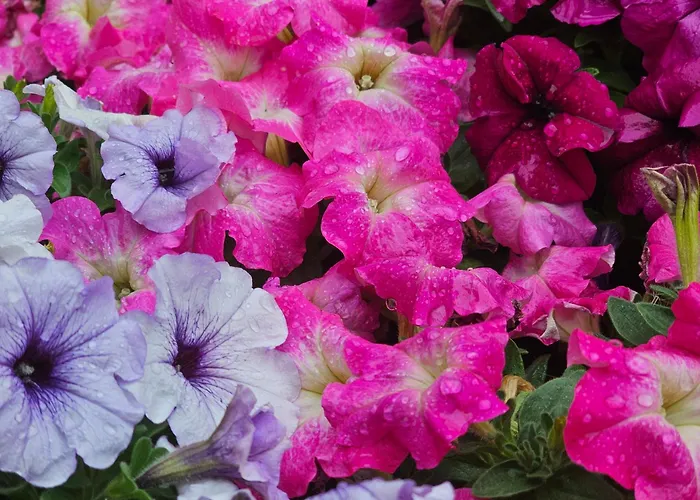 Diamond Sarafovo By Kp - Luxury Collection, 5 Appartement