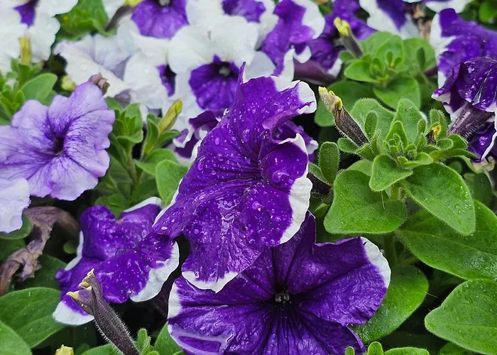 Appartement Diamond Sarafovo By Kp - Luxury Collection, 5